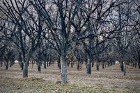 Farm and Ranch for sale in El Paso County, Texas