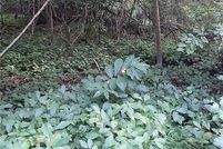 Land for sale in Newport News City County, Virginia