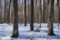 Land for sale in Forest County, Wisconsin