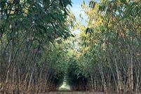 Land for sale in Hendry County, Florida