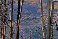 Homesite for sale in Larimer County, Colorado