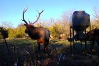 Land for sale in Coal County, Oklahoma