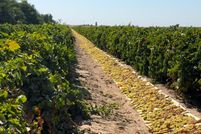 Land for sale in Fresno County, California