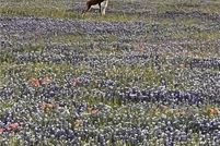 Land for sale in Coryell County, Texas