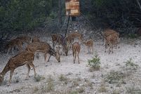 Land for sale in Uvalde County, Texas