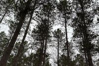 Land for sale in Oneida County, Wisconsin