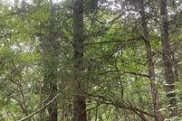 Land for sale in Marshall County, Mississippi