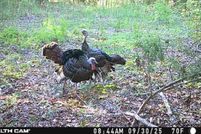 Land for sale in Wayne County, Tennessee