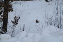 Homesite for sale in Rusk County, Wisconsin