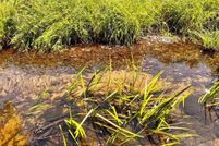 Land for sale in Santa Rosa County, Florida