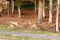 Land for sale in Loudon County, Tennessee