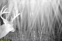 Land for sale in Avoyelles Parish, Louisiana