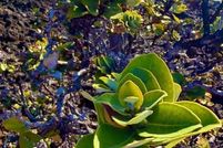 Land for sale in Hawaii County, Hawaii