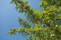 Land for sale in Butte County, California