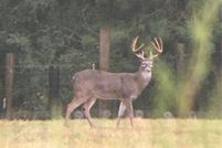 Land for sale in Polk County, Texas