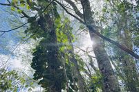 Land for sale in Hawaii County, Hawaii