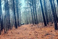 Undeveloped Land for sale in Taliaferro County, Georgia