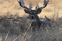 Undeveloped Land for sale in Decatur County, Kansas