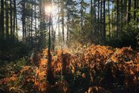 Land for sale in Mason County, Washington