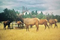 Undeveloped Land for sale in Yellowstone County, Montana