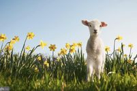 Land for sale in Kent County, Delaware