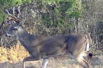 Undeveloped Land for sale in Miller County, Arkansas