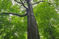 Land for sale in Gogebic County, Michigan