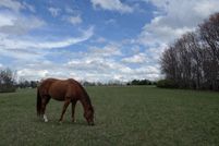 Farm and Ranch for sale in Jackson County, Alabama