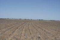 Land for sale in Lynn County, Texas