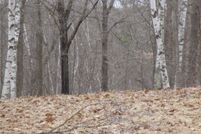 Farm and Ranch for sale in Rusk County, Wisconsin