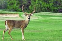 Farm and Ranch for sale in Travis County, Texas