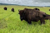 Farm and Ranch for sale in Lawrence County, South Dakota