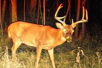 Land for sale in Crittenden County, Kentucky