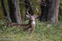 Land for sale in Wayne County, Pennsylvania