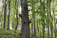 Land for sale in Greene County, Missouri