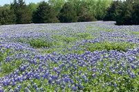 Undeveloped Land for sale in Ellis County, Texas