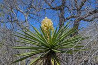 Land for sale in Goliad County, Texas