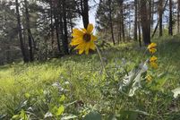 Farm and Ranch for sale in Nez Perce County, Idaho