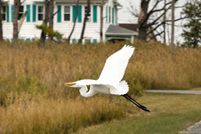 Timberland Property for sale in Dorchester County, Maryland