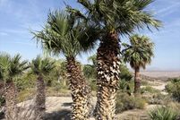 Farm and Ranch for sale in Clark County, Nevada