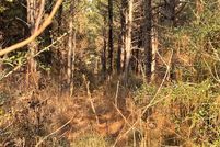 Undeveloped Land for sale in Trinity County, Texas