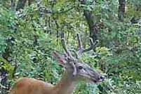 Land for sale in Wayne County, Missouri