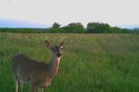 Land for sale in Comanche County, Texas