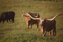 House for sale in Henderson County, Texas