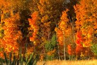 Land for sale in Kalkaska County, Michigan