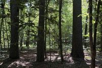 Undeveloped Land for sale in Cleveland County, Arkansas