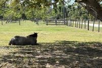 Land for sale in Lee County, Florida