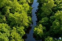 Undeveloped Land for sale in Dinwiddie County, Virginia