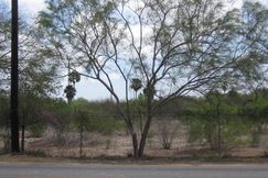 Timberland Property in Hidalgo County, Texas