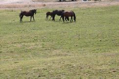 Farm and Ranch in Canyon County, Idaho